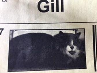 Gill-742 (20875123)