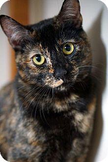 Ginger (16703864)