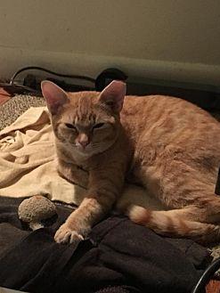 Ginger (19779771)