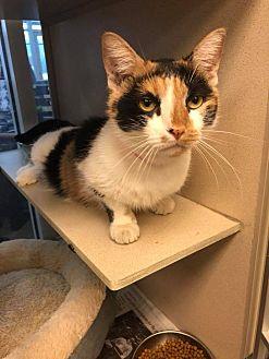 Ginger (20944301)