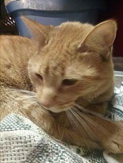 Ginger (21071623)