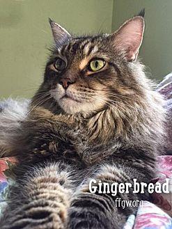 Gingerbread (21035839)