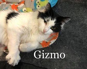 Gizmo (20578140)