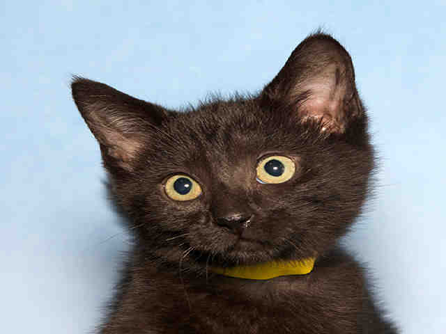 GOMEZ (A036812)