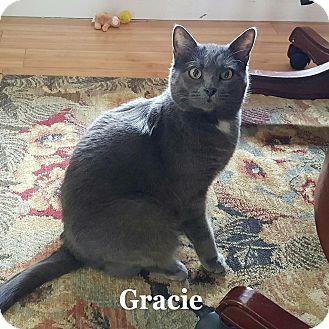 Gracie (15019954)