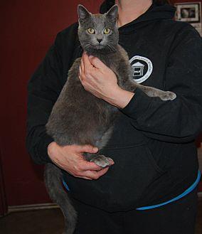 Gray Kitty (20833166)