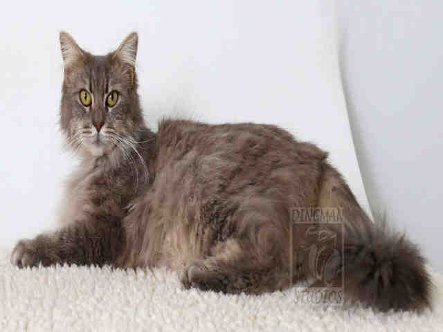 GRETA (A047365)