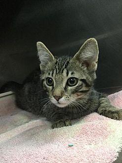 Grey Kitten (20952912)