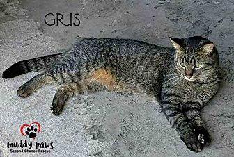 Gris (19993023)