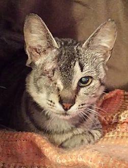 Grizabella (17465506)