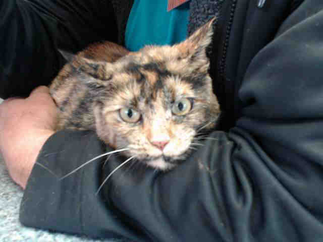 GYPSY (A014560)