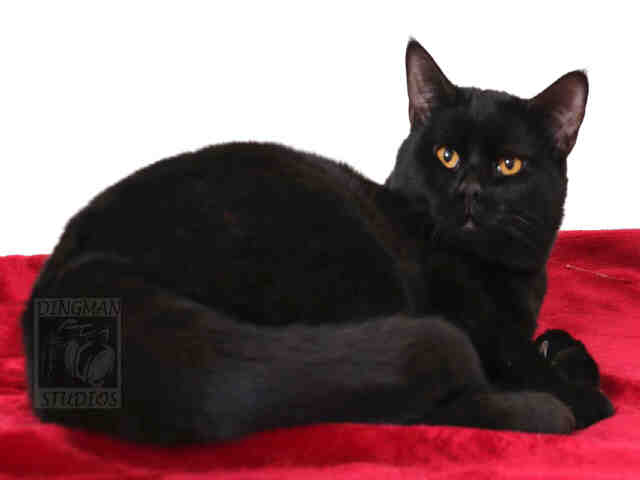 HAN (A047409)