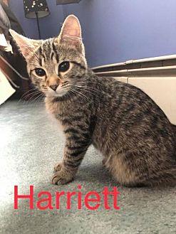 Harriet (20957652)