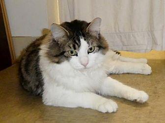 Harvey, FeLV (19829862)
