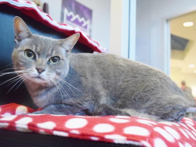 HERSHEY (A732186)
