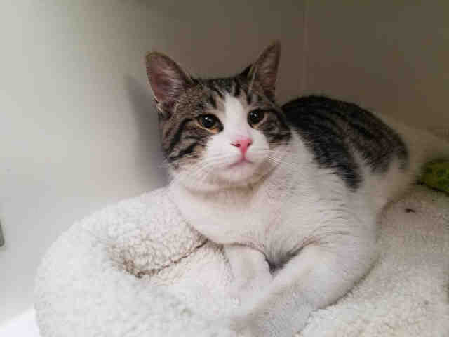 HOBO (A007322)