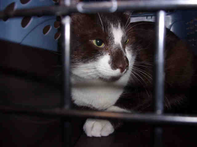HOLMES (A104811)
