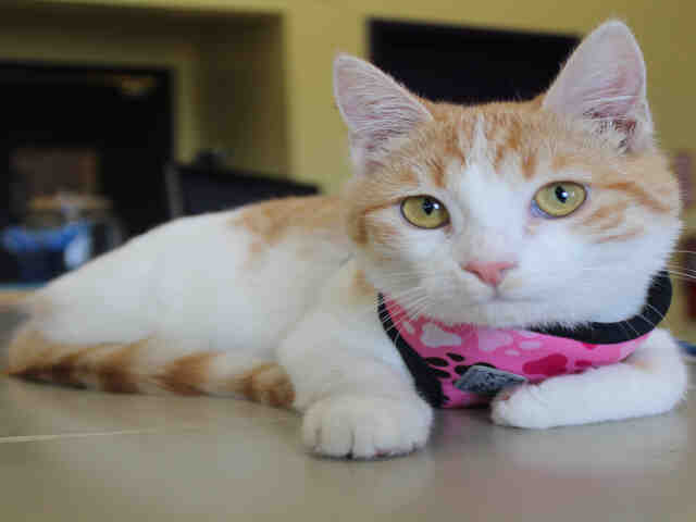 HUNNY (A073619)