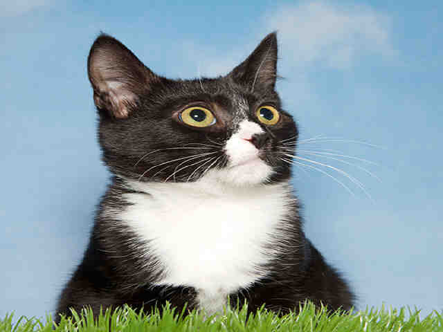 HUNTER (A036816)