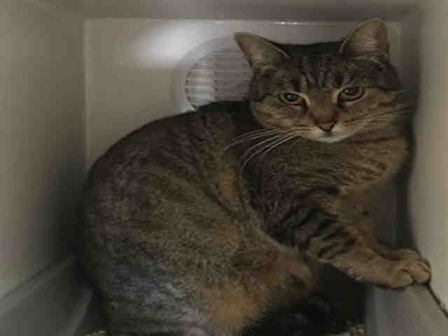 ISABEL (A002953)