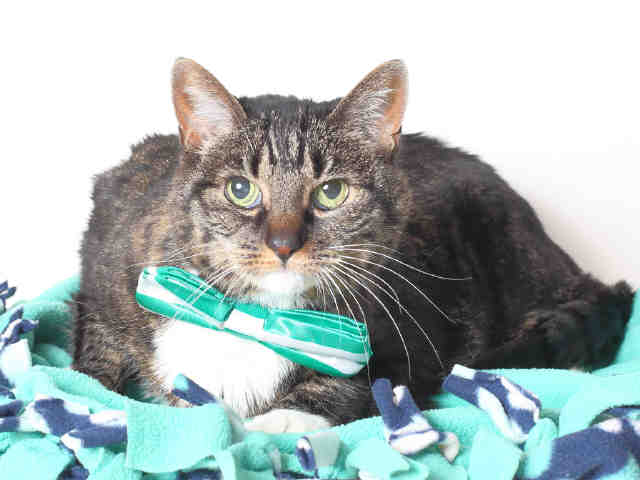 IZZY (A120396)
