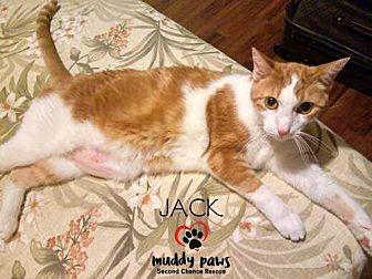 Jack (cat) (19382363)