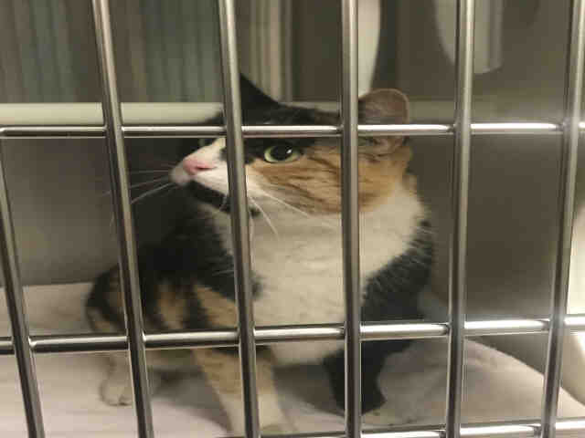 *JADE (A159152)