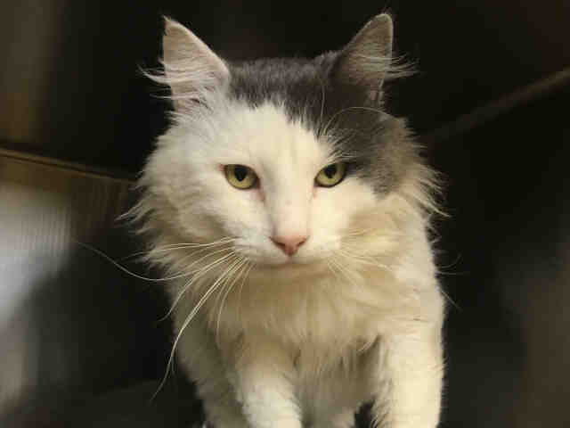 *JAMES (A367953)