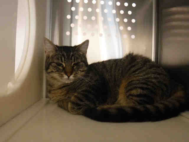*JANICE* (A135275)