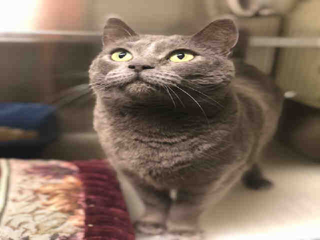 JASMINE (A136684)