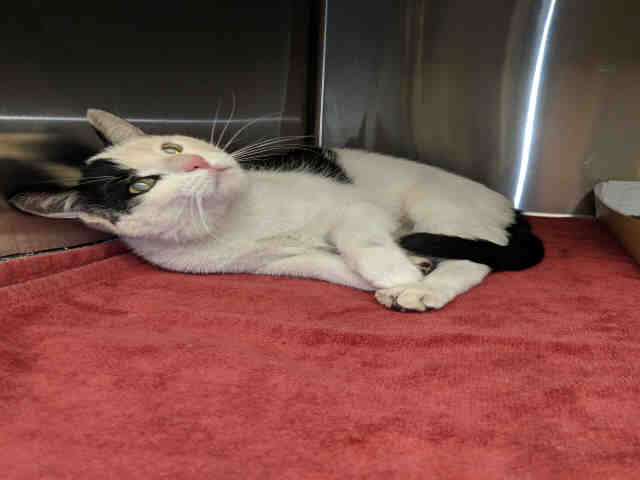 JAX (A072494)