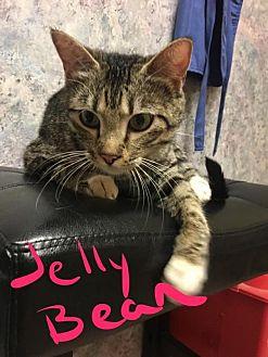 Jelly Bean (19090580)
