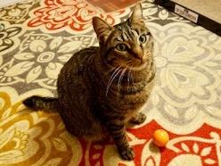 *JEWEL (A731896)