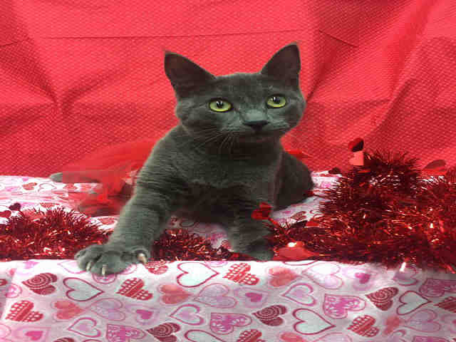 JULIET (A136890)
