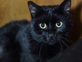 Jussi (black (20629186)