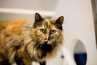 Kimmie (21041395)