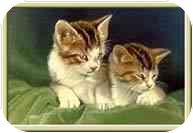 Kitten Avail (1291371)