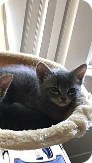 Kitten: Budd (18423409)