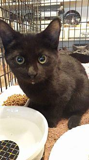 kittens (20940345)
