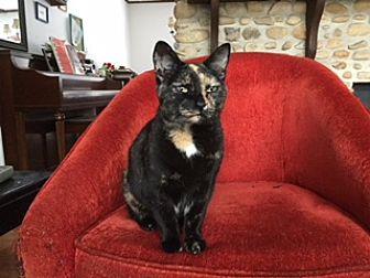 Kitty (20462046)