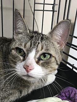 Kitty (21058834)