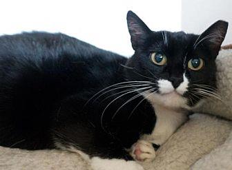 Kitty 334 (20958046)
