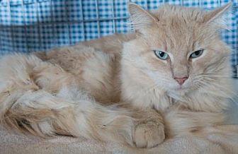 Kitty 335 (20958047)
