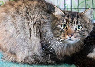 Kitty 336 (20958051)