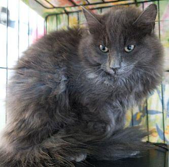 Kitty 337 (20958048)