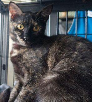 Kitty 338 (20910751)