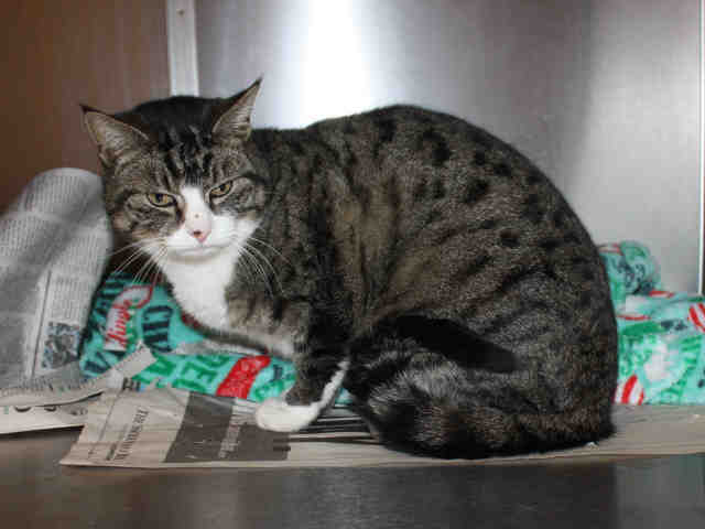 KITTY (A120369)