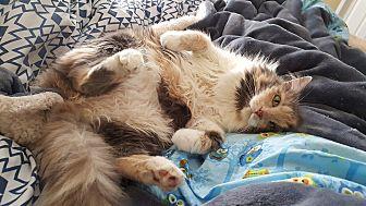 Kitty Cat (17767414)