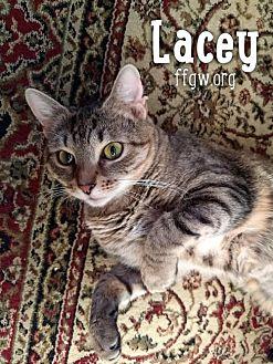 Lacey (20822386)