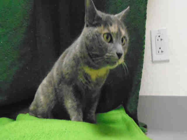 LEELOO (A178514)